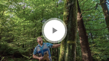 Sustainable Forestry